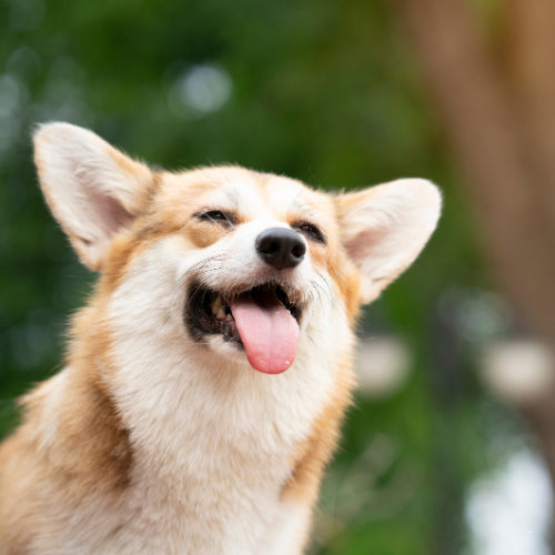 10 Best Shirts for Corgi Moms: Show Off Your Corgi Love!